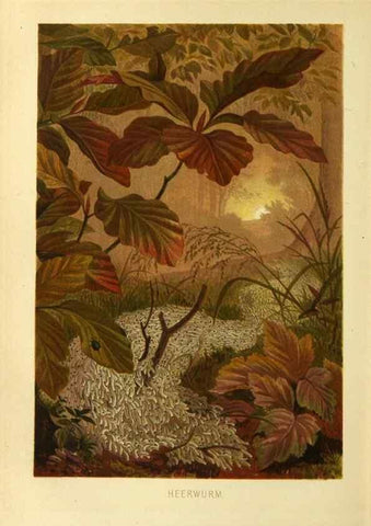 Reproducción/Reproduction 9521371093: Die Insekten, Tausendfüssler und Spinnen.. Leipzig,Bibliographische Institut,1877.