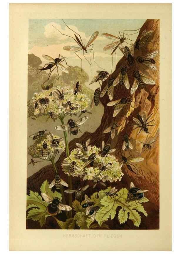 Reproducción/Reproduction 9524155842: Die Insekten, Tausendfüssler und Spinnen.. Leipzig,Bibliographische Institut,1877.