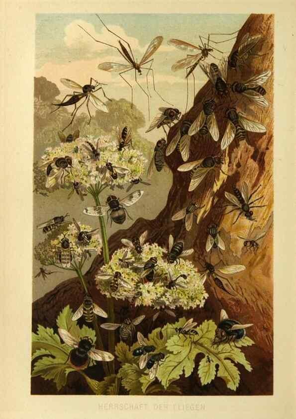 Reproducción/Reproduction 9524155842: Die Insekten, Tausendfüssler und Spinnen.. Leipzig,Bibliographische Institut,1877.