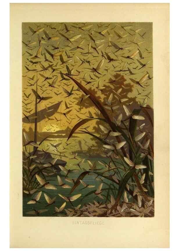 Reproducción/Reproduction 9524157048: Die Insekten, Tausendfüssler und Spinnen.. Leipzig,Bibliographische Institut,1877.