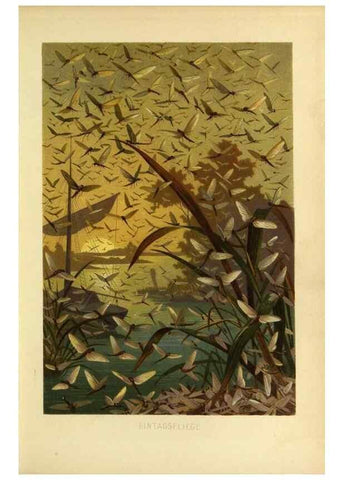 Reproducción/Reproduction 9524157048: Die Insekten, Tausendfüssler und Spinnen.. Leipzig,Bibliographische Institut,1877.