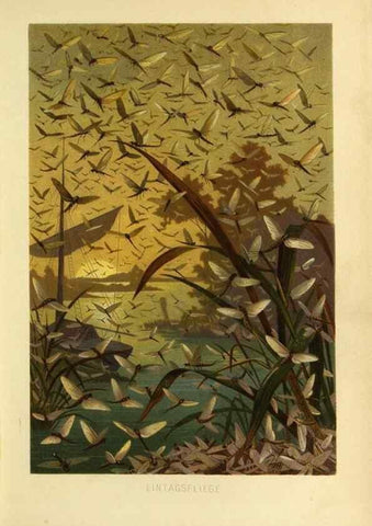 Reproducción/Reproduction 9524157048: Die Insekten, Tausendfüssler und Spinnen.. Leipzig,Bibliographische Institut,1877.