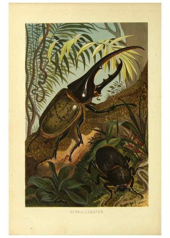 Reproducción/Reproduction 9521364005: Die Insekten, Tausendfüssler und Spinnen.. Leipzig,Bibliographische Institut,1877.