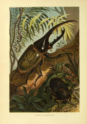 Reproducción/Reproduction 9521364005: Die Insekten, Tausendfüssler und Spinnen.. Leipzig,Bibliographische Institut,1877.