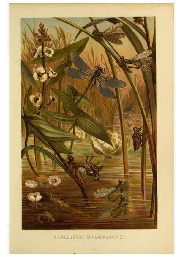 Reproducción/Reproduction 9521374757: Die Insekten, Tausendfüssler und Spinnen.. Leipzig,Bibliographische Institut,1877.