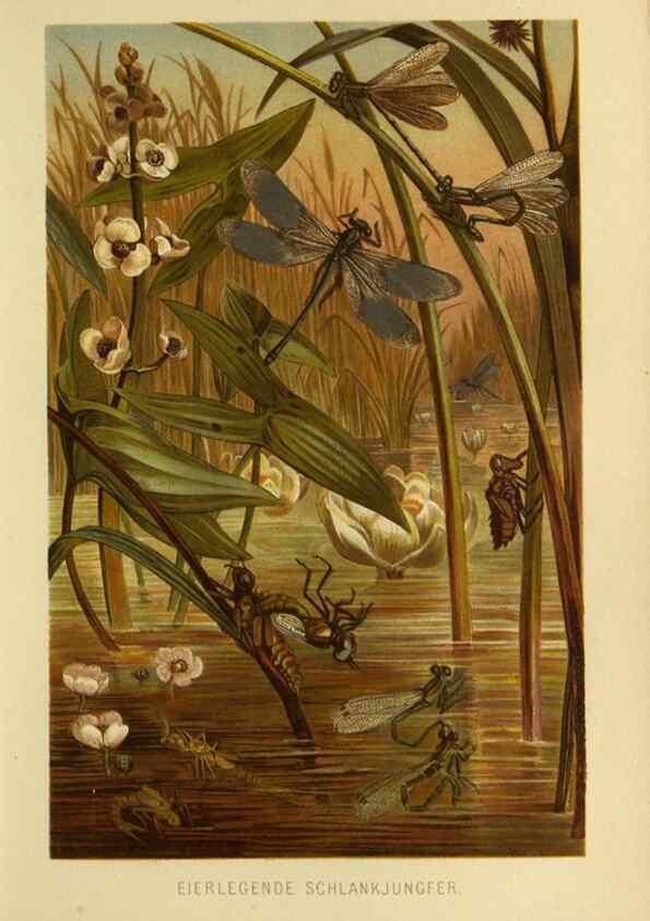 Reproducción/Reproduction 9521374757: Die Insekten, Tausendfüssler und Spinnen.. Leipzig,Bibliographische Institut,1877.