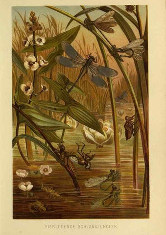 Reproducción/Reproduction 9521374757: Die Insekten, Tausendfüssler und Spinnen.. Leipzig,Bibliographische Institut,1877.
