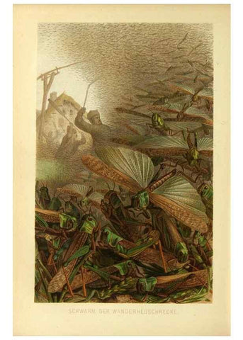 Reproducción/Reproduction 9524160954: Die Insekten, Tausendfüssler und Spinnen.. Leipzig,Bibliographische Institut,1877.