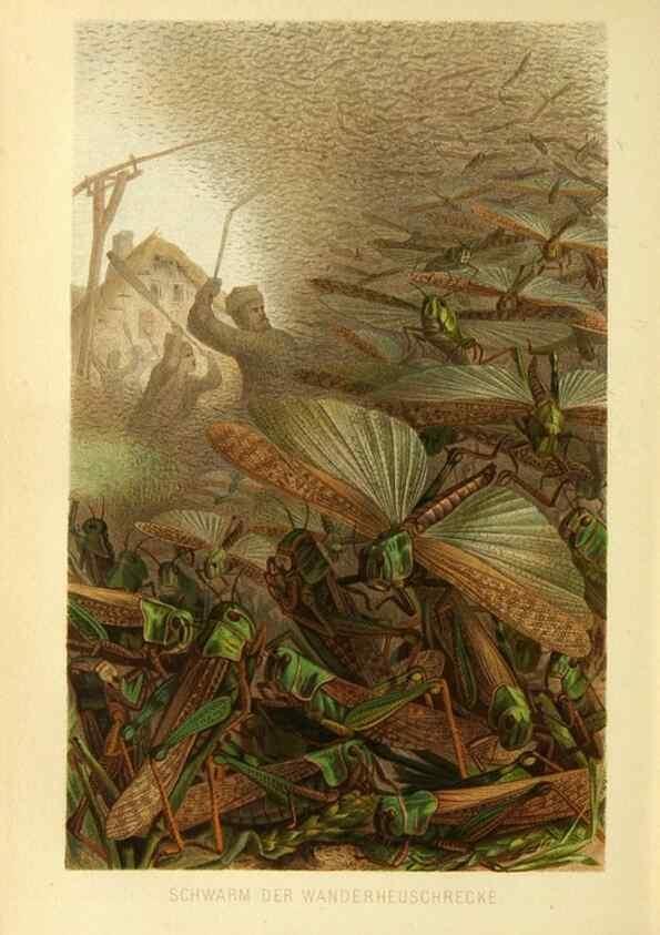 Reproducción/Reproduction 9524160954: Die Insekten, Tausendfüssler und Spinnen.. Leipzig,Bibliographische Institut,1877.