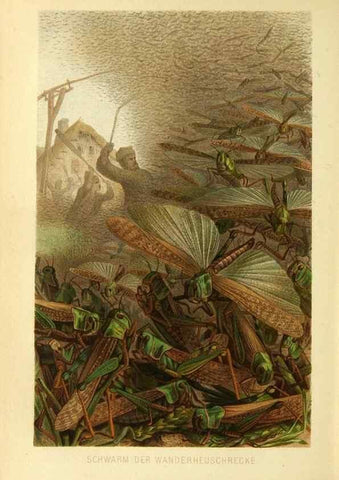 Reproducción/Reproduction 9524160954: Die Insekten, Tausendfüssler und Spinnen.. Leipzig,Bibliographische Institut,1877.