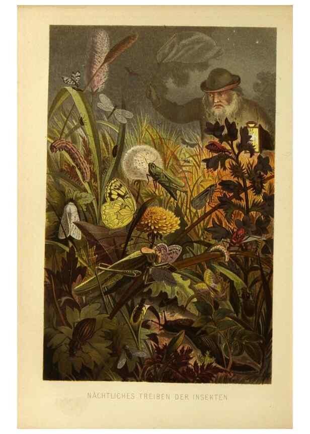 Reproducción/Reproduction 9524162220: Die Insekten, Tausendfüssler und Spinnen.. Leipzig,Bibliographische Institut,1877.