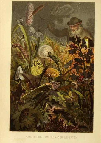 Reproducción/Reproduction 9524162220: Die Insekten, Tausendfüssler und Spinnen.. Leipzig,Bibliographische Institut,1877.