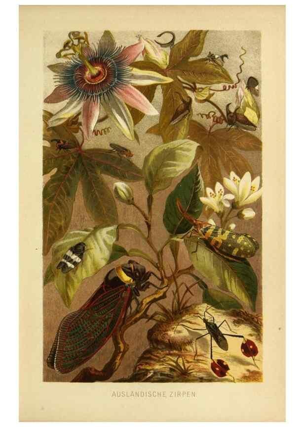 Reproducción/Reproduction 9521380193: Die Insekten, Tausendfüssler und Spinnen.. Leipzig,Bibliographische Institut,1877.