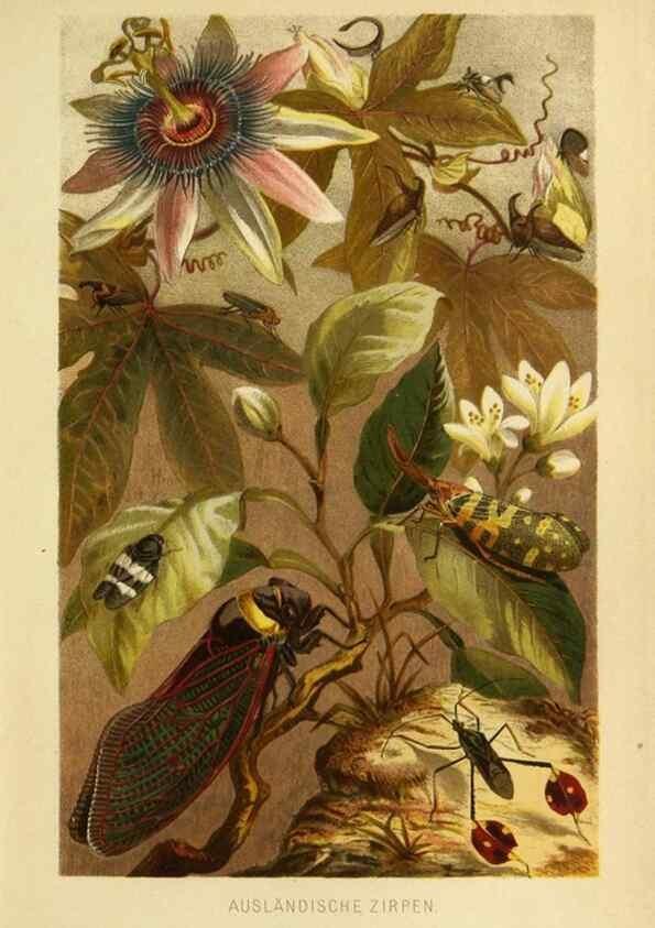 Reproducción/Reproduction 9521380193: Die Insekten, Tausendfüssler und Spinnen.. Leipzig,Bibliographische Institut,1877.