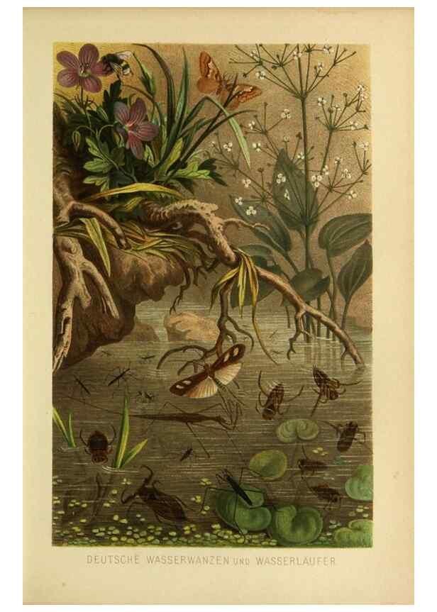Reproducción/Reproduction 9521381237: Die Insekten, Tausendfüssler und Spinnen.. Leipzig,Bibliographische Institut,1877.