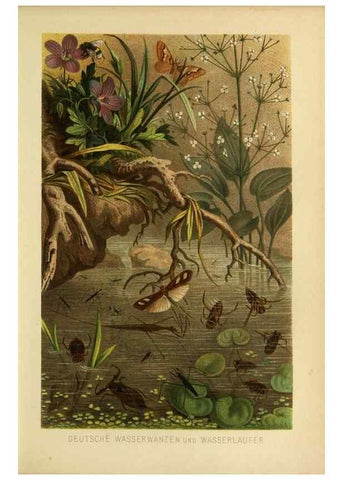 Reproducción/Reproduction 9521381237: Die Insekten, Tausendfüssler und Spinnen.. Leipzig,Bibliographische Institut,1877.