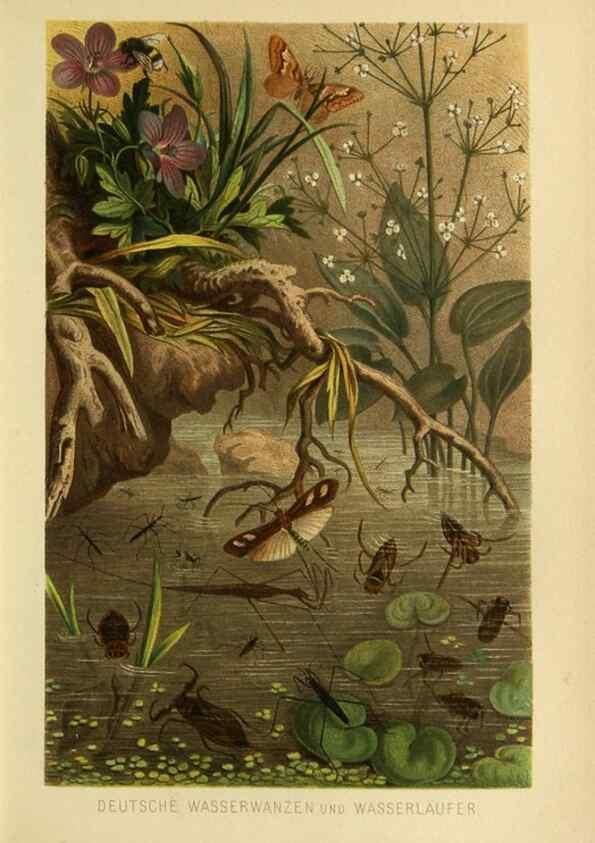 Reproducción/Reproduction 9521381237: Die Insekten, Tausendfüssler und Spinnen.. Leipzig,Bibliographische Institut,1877.