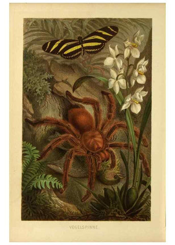 Reproducción/Reproduction 9524165774: Die Insekten, Tausendfüssler und Spinnen.. Leipzig,Bibliographische Institut,1877.