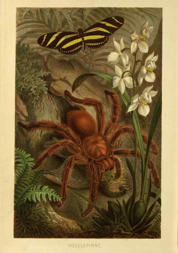 Reproducción/Reproduction 9524165774: Die Insekten, Tausendfüssler und Spinnen.. Leipzig,Bibliographische Institut,1877.