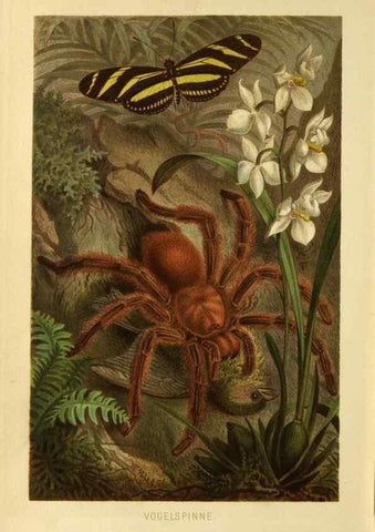 Reproducción/Reproduction 9524165774: Die Insekten, Tausendfüssler und Spinnen.. Leipzig,Bibliographische Institut,1877.
