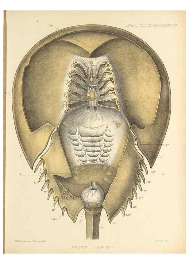 Reproducción/Reproduction 9563279922: On the muscular and endoskeletal systems of Limulus and Scorpio;. n.p.[1883?]