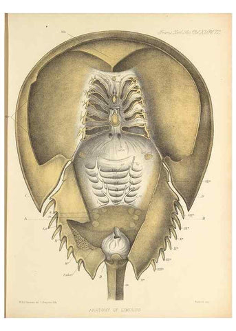 Reproducción/Reproduction 9563279922: On the muscular and endoskeletal systems of Limulus and Scorpio;. n.p.[1883?]