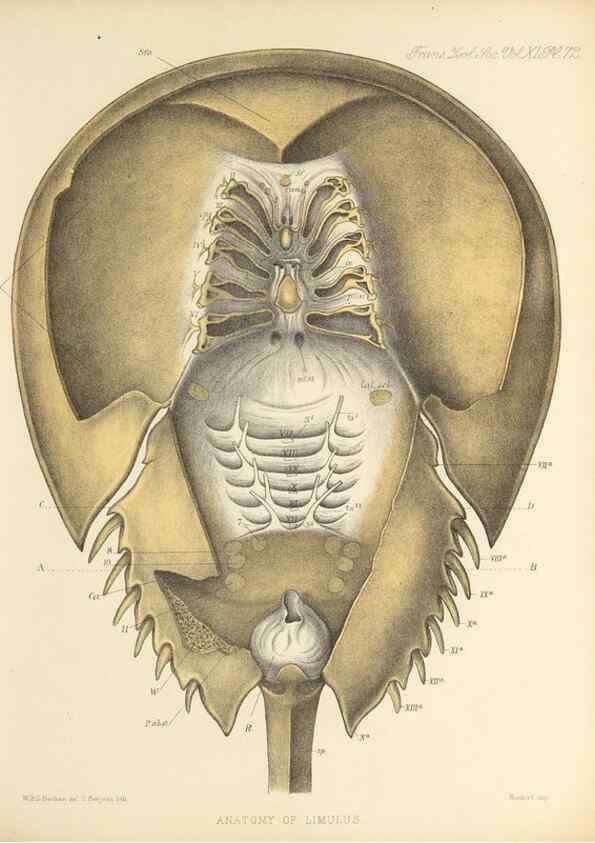 Reproducción/Reproduction 9563279922: On the muscular and endoskeletal systems of Limulus and Scorpio;. n.p.[1883?]