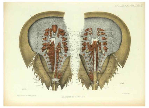 Reproducción/Reproduction 9563280964: On the muscular and endoskeletal systems of Limulus and Scorpio;. n.p.[1883?]