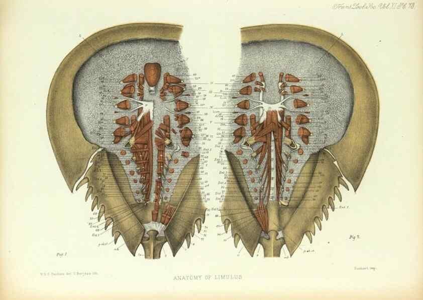 Reproducción/Reproduction 9563280964: On the muscular and endoskeletal systems of Limulus and Scorpio;. n.p.[1883?]