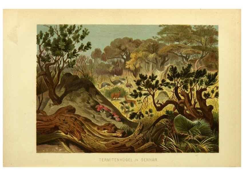 Reproducción/Reproduction 9521376063: Die Insekten, Tausendfüssler und Spinnen.. Leipzig,Bibliographische Institut,1877.