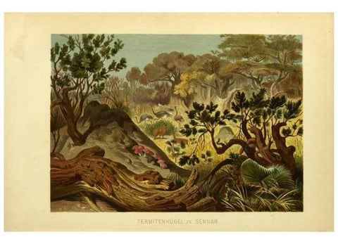 Reproducción/Reproduction 9521376063: Die Insekten, Tausendfüssler und Spinnen.. Leipzig,Bibliographische Institut,1877.