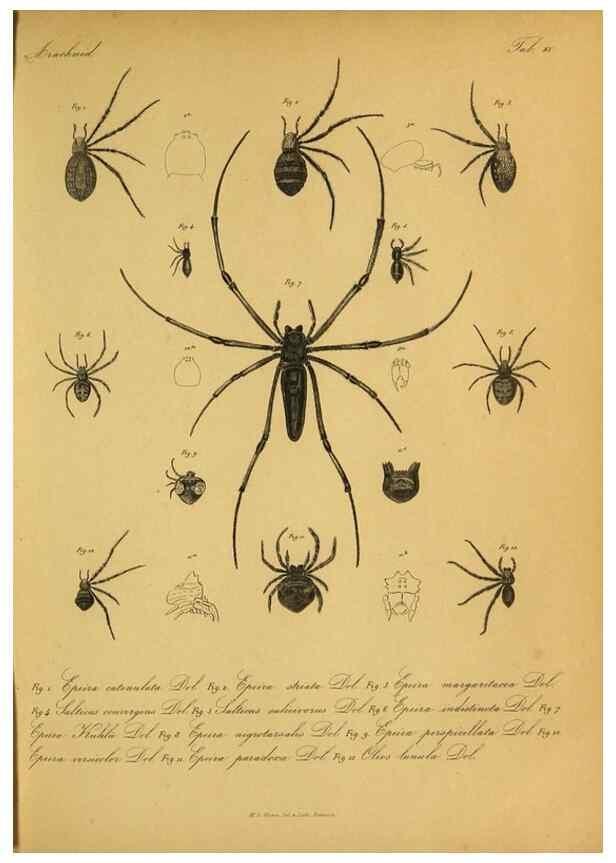 Reproducción/Reproduction 9596722507: Bijdrage tot de kennis der arachniden van den Indischen archipel.. Batavia,1857-[1859]
