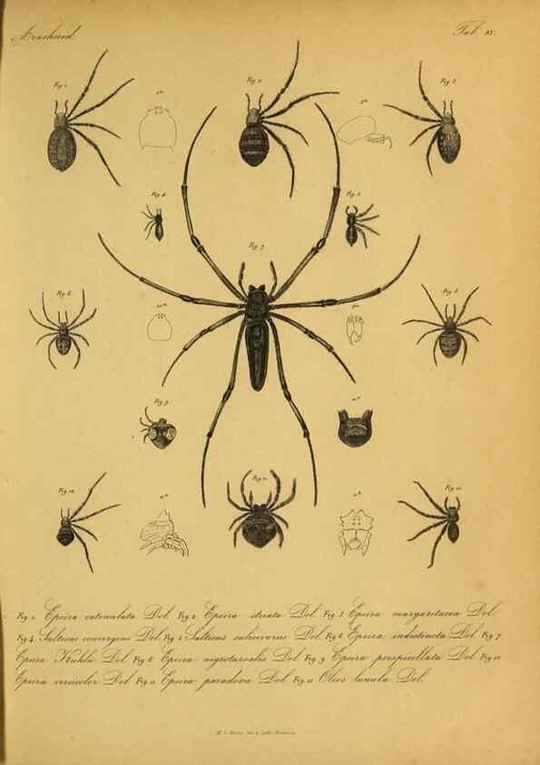 Reproducción/Reproduction 9596722507: Bijdrage tot de kennis der arachniden van den Indischen archipel.. Batavia,1857-[1859]