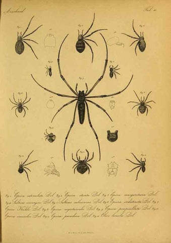 Reproducción/Reproduction 9596722507: Bijdrage tot de kennis der arachniden van den Indischen archipel.. Batavia,1857-[1859]