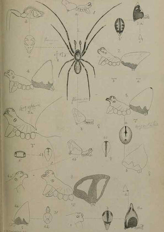 Reproducción/Reproduction 9518332042: Proceedings of the Zoological Society of London.. London :Academic Press, [etc.],1833-1965.