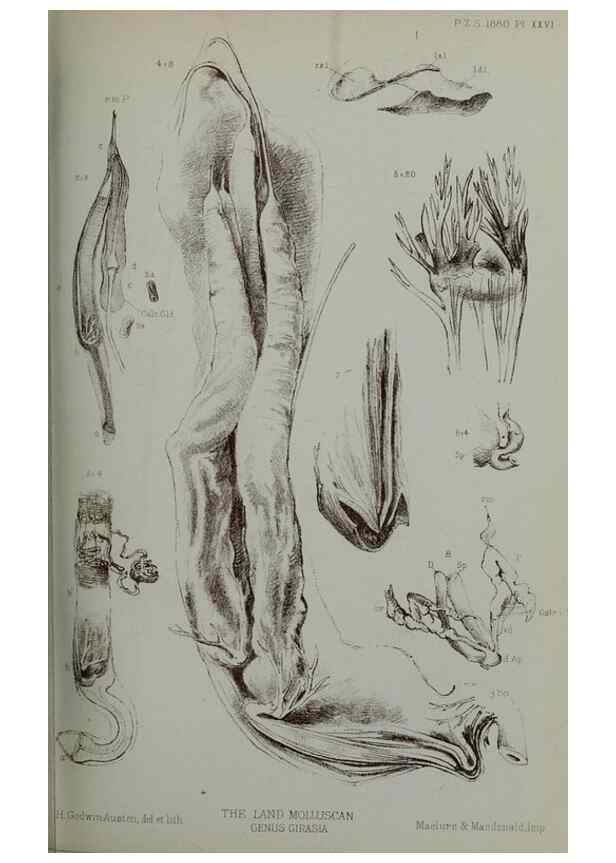 Reproducción/Reproduction 9518329668: Proceedings of the Zoological Society of London.. London :Academic Press, [etc.],1833-1965.