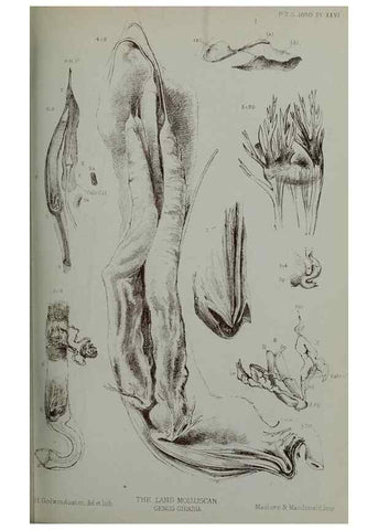 Reproducción/Reproduction 9518329668: Proceedings of the Zoological Society of London.. London :Academic Press, [etc.],1833-1965.