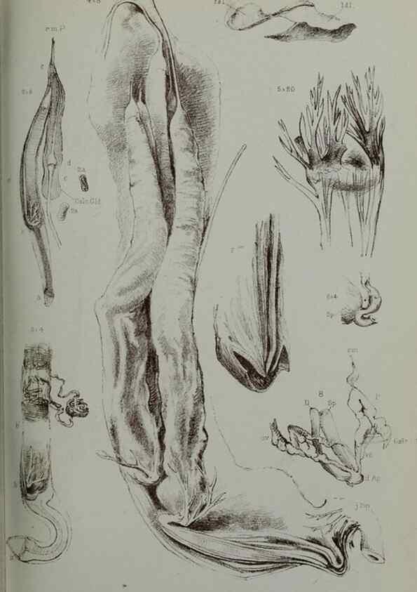 Reproducción/Reproduction 9518329668: Proceedings of the Zoological Society of London.. London :Academic Press, [etc.],1833-1965.