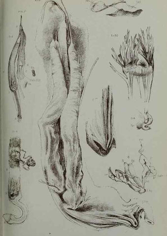 Reproducción/Reproduction 9518329668: Proceedings of the Zoological Society of London.. London :Academic Press, [etc.],1833-1965.