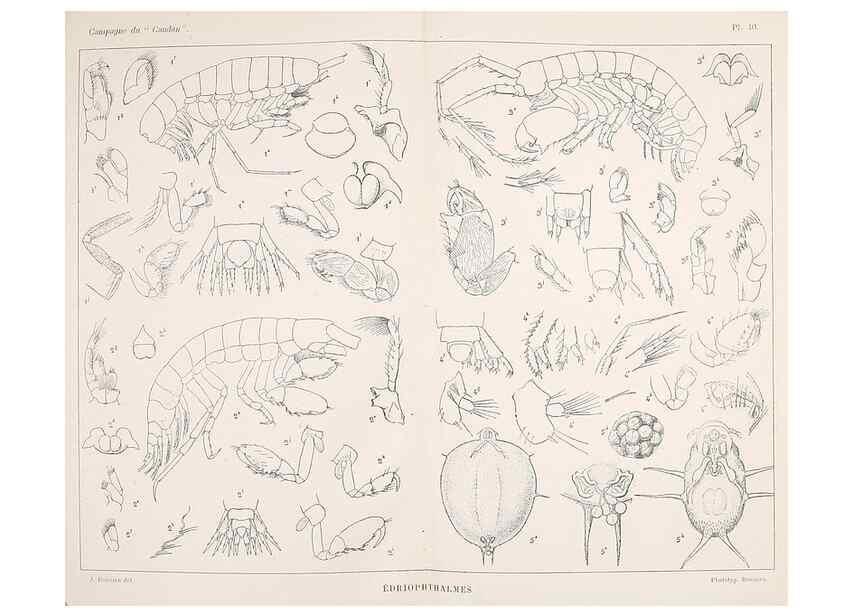 Reproducción/Reproduction 9467574918: Résultats scientifiques de la campagne du ""Caudan"" dans le Golfe de Gascogne, août-septembre 1895 /. Paris :Masson,1896.