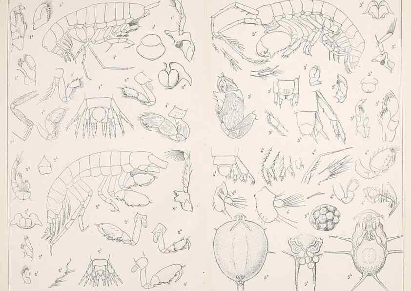 Reproducción/Reproduction 9467574918: Résultats scientifiques de la campagne du ""Caudan"" dans le Golfe de Gascogne, août-septembre 1895 /. Paris :Masson,1896.