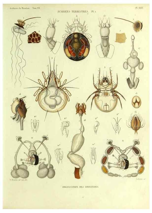 Reproducción/Reproduction 9469736549: Histoire naturelle des acariens qui se trouvent aux environs de Paris,. Paris,Impr. de J. Claye,1855?