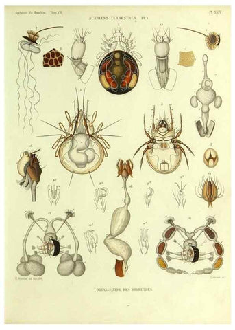 Reproducción/Reproduction 9469736549: Histoire naturelle des acariens qui se trouvent aux environs de Paris,. Paris,Impr. de J. Claye,1855?