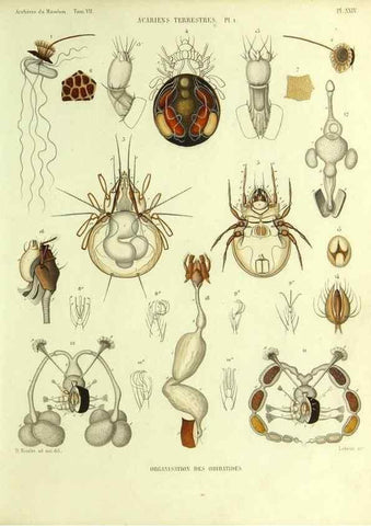 Reproducción/Reproduction 9469736549: Histoire naturelle des acariens qui se trouvent aux environs de Paris,. Paris,Impr. de J. Claye,1855?