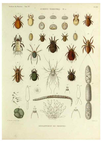 Reproducción/Reproduction 9472520128: Histoire naturelle des acariens qui se trouvent aux environs de Paris,. Paris,Impr. de J. Claye,1855?