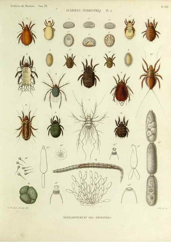Reproducción/Reproduction 9472520128: Histoire naturelle des acariens qui se trouvent aux environs de Paris,. Paris,Impr. de J. Claye,1855?