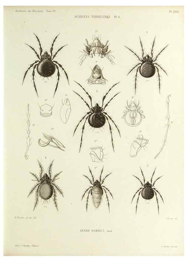 Reproducción/Reproduction 9469738667: Histoire naturelle des acariens qui se trouvent aux environs de Paris,. Paris,Impr. de J. Claye,1855?
