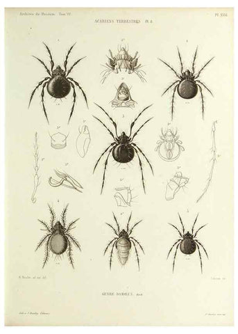 Reproducción/Reproduction 9469738667: Histoire naturelle des acariens qui se trouvent aux environs de Paris,. Paris,Impr. de J. Claye,1855?