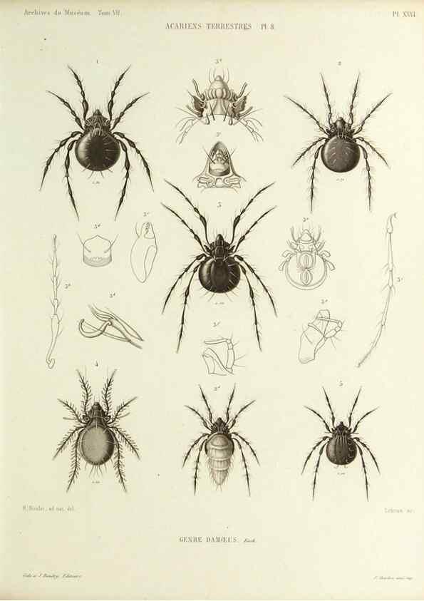 Reproducción/Reproduction 9469738667: Histoire naturelle des acariens qui se trouvent aux environs de Paris,. Paris,Impr. de J. Claye,1855?