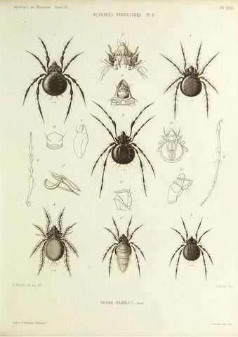 Reproducción/Reproduction 9469738667: Histoire naturelle des acariens qui se trouvent aux environs de Paris,. Paris,Impr. de J. Claye,1855?
